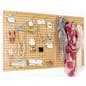 MDF pegboard retail display with natural finish
