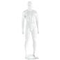 Fiberglass Muscular Male Mannequin 